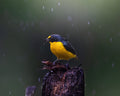 Golden-browed Chlorophonia — Male
