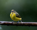 Golden-browed Chlorophonia — Female