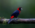Crimson-collared Tanager