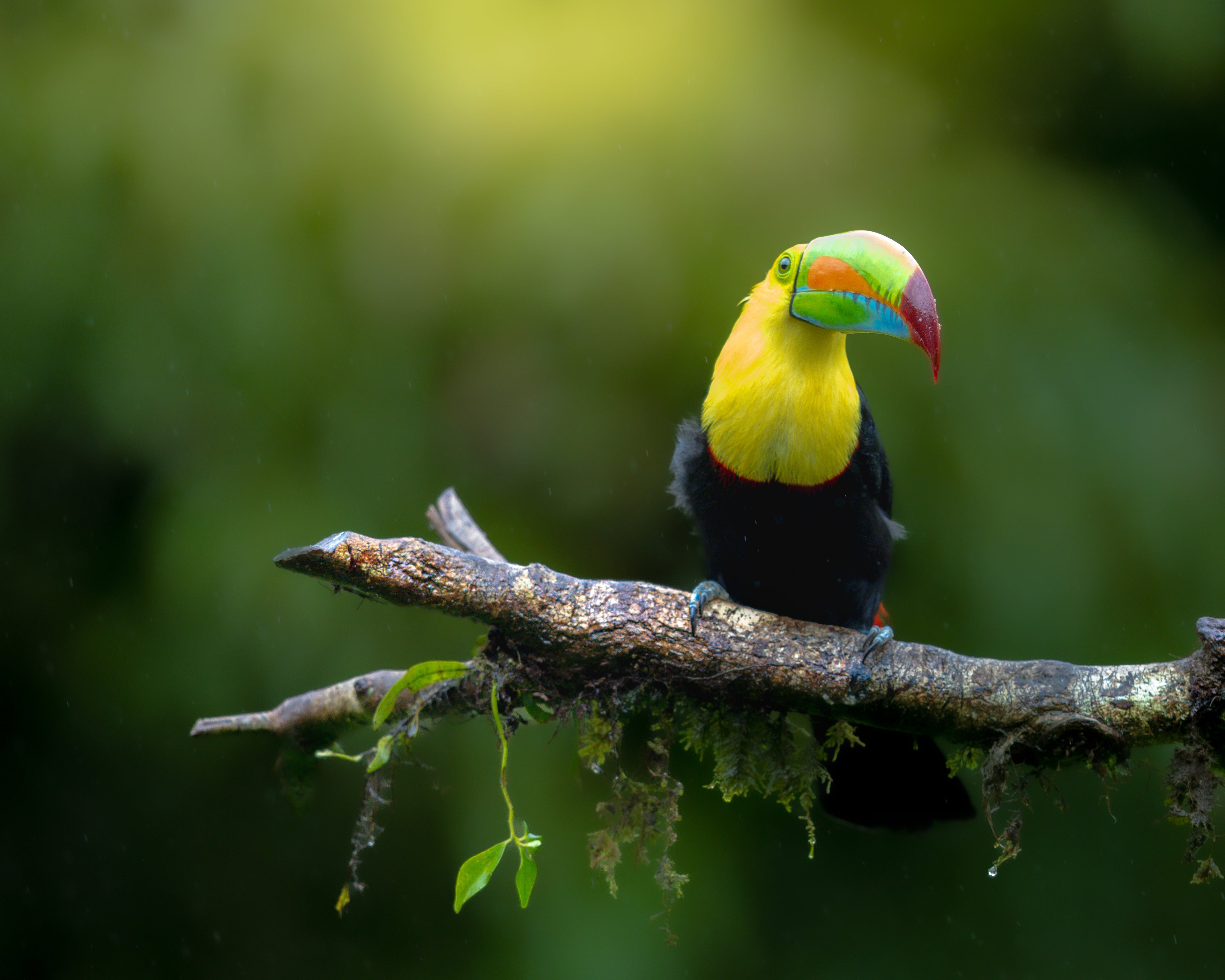 Keel-billed Toucan