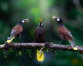 Montezuma Oropendolas