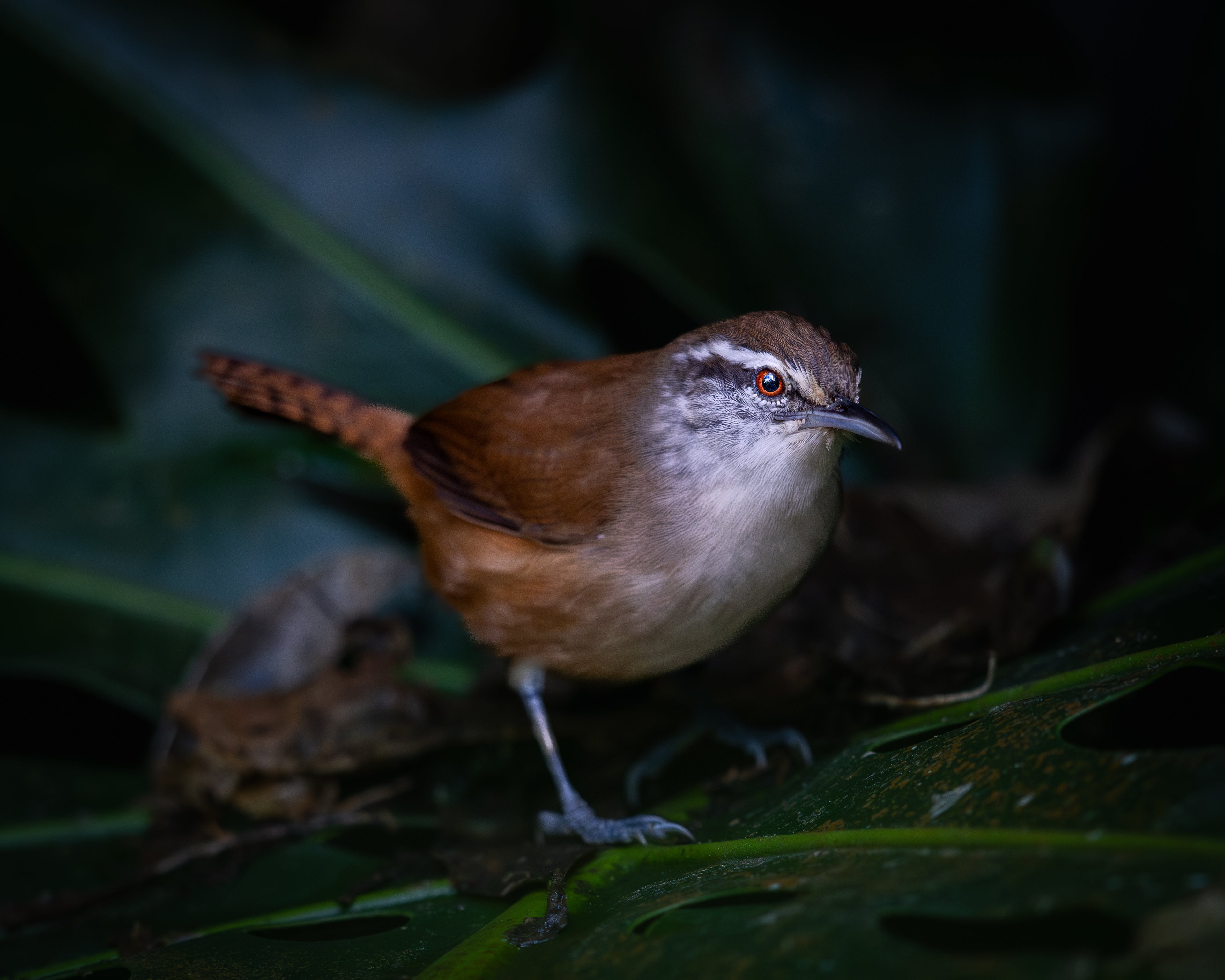 Cabanis’s Wren